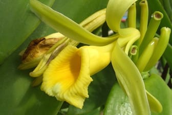 Die cremegelben Blüten der echten Vanille duften sehr angenehm
