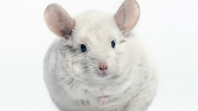 Neben den natürlichen, grauen Arten sind durch Züchtigen weiße und violette Chinchillas entstanden