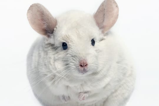 Neben den natürlichen, grauen Arten sind durch Züchtigen weiße und violette Chinchillas entstanden