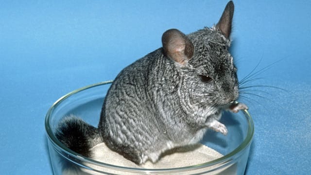 Chinchillas haben von Natur aus das Bedürfnis, sich mit Sand zu reinigen und zu pflegen