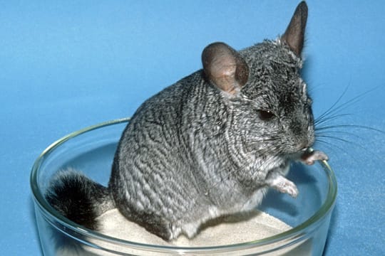 Chinchillas haben von Natur aus das Bedürfnis, sich mit Sand zu reinigen und zu pflegen