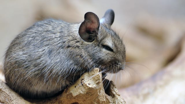 Chinchillas freuen sich über einen geräumigen Käfig mit vielen Verstecken, die sie erkunden können