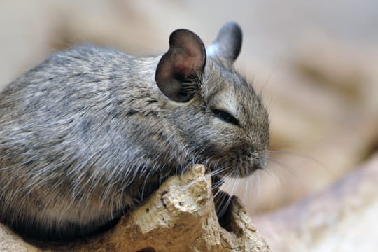 Chinchillas freuen sich über einen geräumigen Käfig mit vielen Verstecken, die sie erkunden können