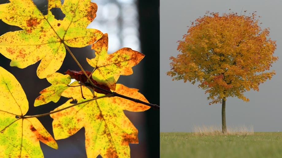 Der Feld-Ahorn schmückt sich im Herbst in leuchtender Farbpracht und ist als Gartenbaum vergleichsweise anspruchslos.