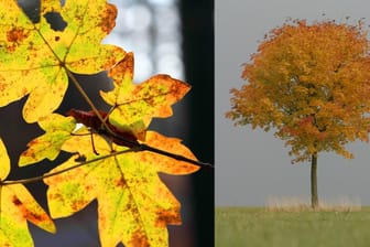 Der Feld-Ahorn schmückt sich im Herbst in leuchtender Farbpracht und ist als Gartenbaum vergleichsweise anspruchslos.