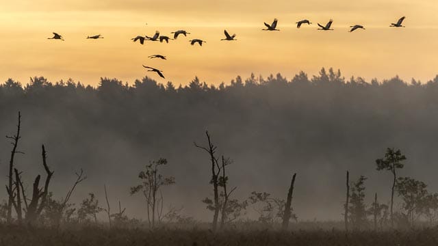 Naturwunder-Wahl 2014 der Sielmann Stiftung: Gewinner ist das Rambower Moor