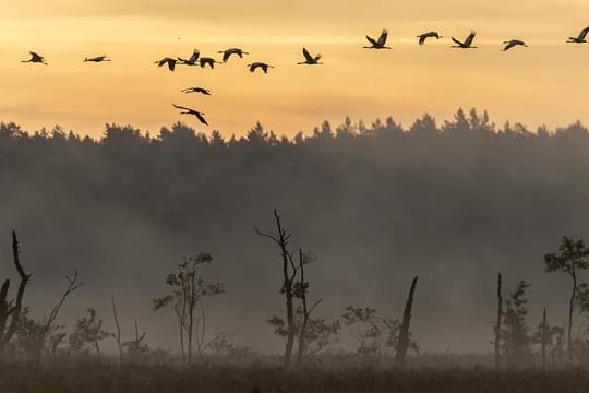 Naturwunder-Wahl 2014 der Sielmann Stiftung: Gewinner ist das Rambower Moor