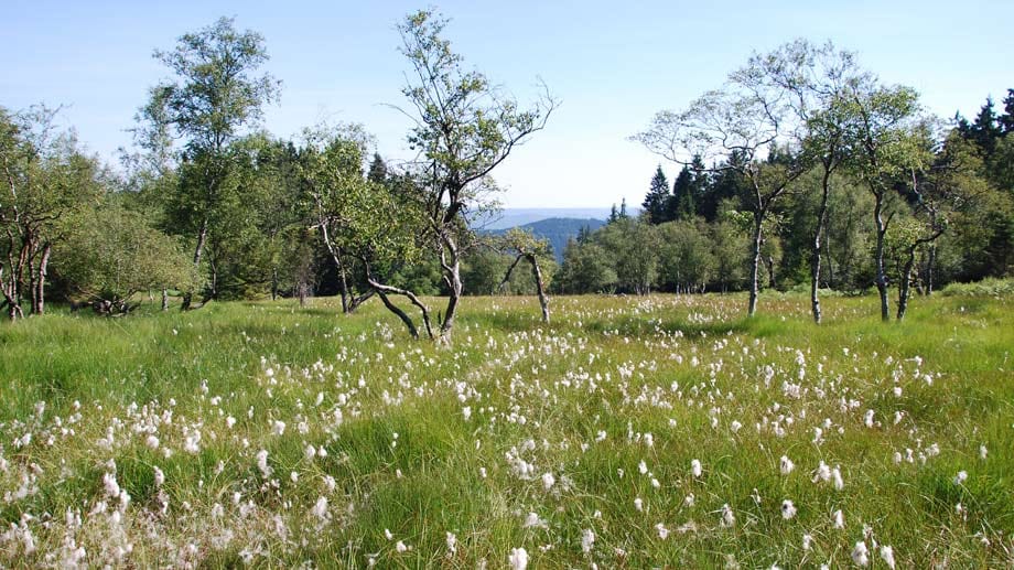 Im Sauerland findet sich das Moor Wolfsbruch im Naturschutzgebiet Ebbemoore. Charakteristisch sind die mit weißen Fruchtschöpfen des Wollgrases übersäten Moorflächen.