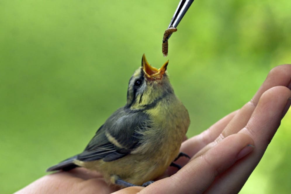 Wenn Sie eine kleine Meise aufpäppeln, können Sie den Vogel mit Heimchen, Mehlwürmern, weichen Beoperlen und Wasser füttern