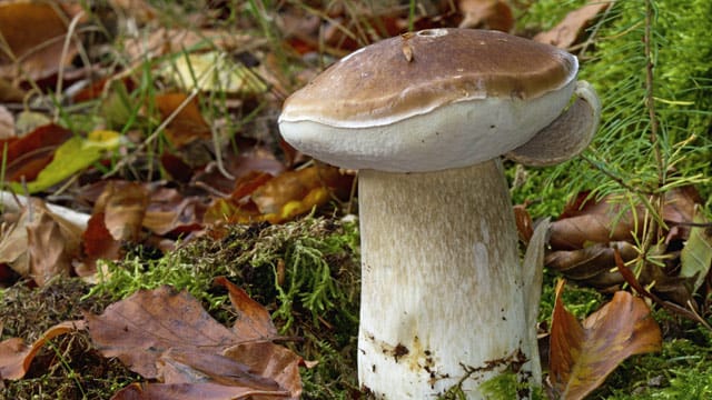 Der Sommersteinpilz ist einer der wenigen Pilzsorten, die bereits im Frühjahr schon zu finden sind