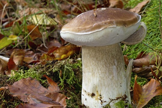 Der Sommersteinpilz ist einer der wenigen Pilzsorten, die bereits im Frühjahr schon zu finden sind