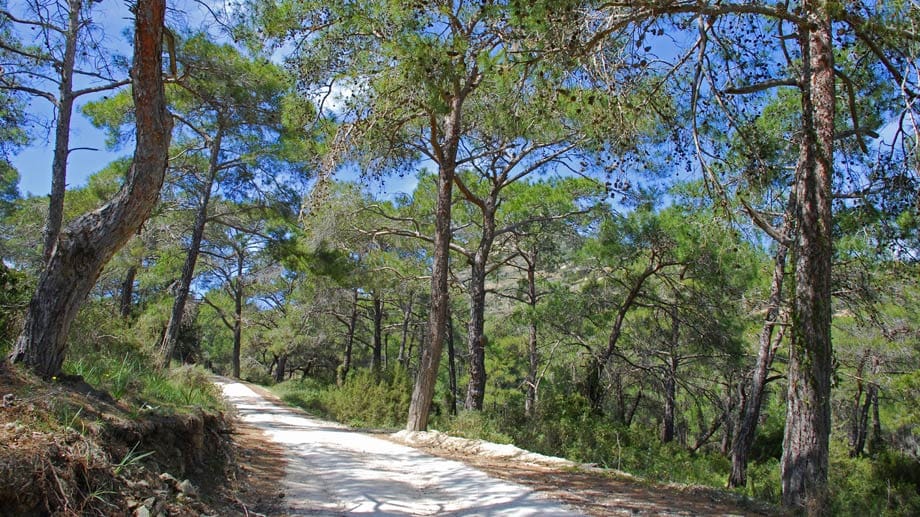 Wälder und Wege locken Wanderer auf Zypern auch, wenn das Meer zum Baden schon etwas zu kühl ist.