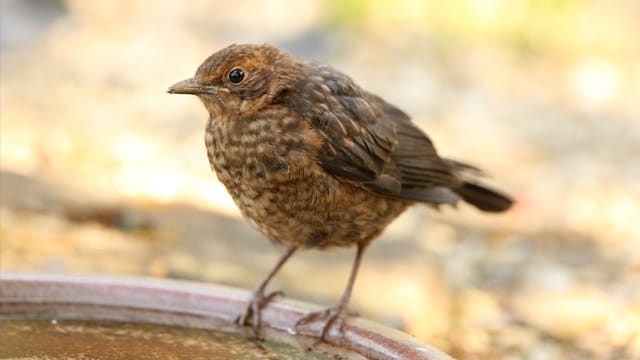 Die weibliche Amsel zeichnet sich durch das braune Gefieder aus, die Männchen hingegen sind schwarz