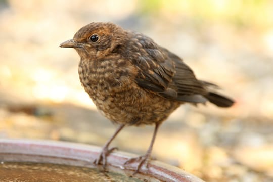 Die weibliche Amsel zeichnet sich durch das braune Gefieder aus, die Männchen hingegen sind schwarz