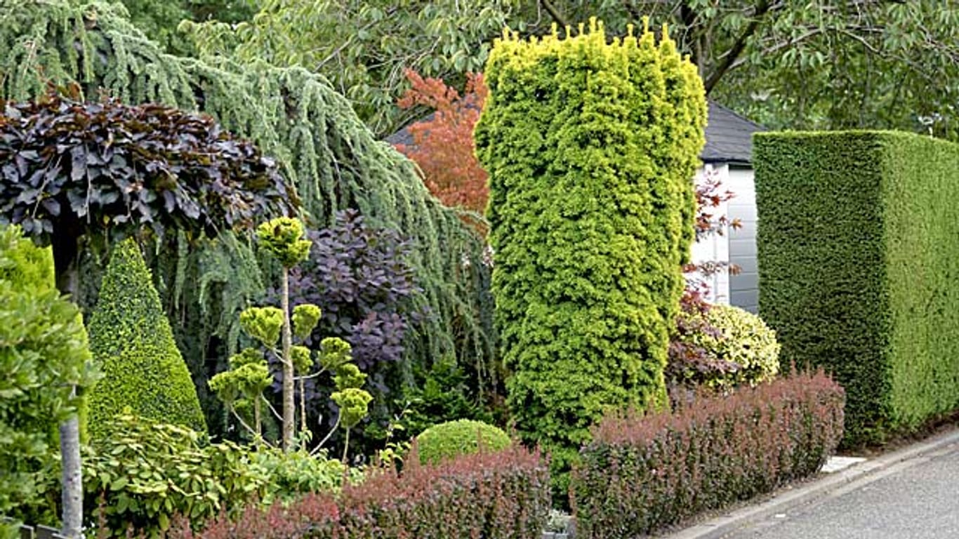Die Säulen-Eibe ist eine Zierde vieler Gärten.