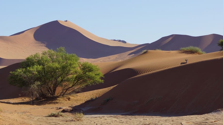 Afrika pur erleben Urlauber in Namibia. Die roten Dünen des Sossusvlei sind weltbekannt und einzigartig - und nur eines der vielen Highlights des Landes.