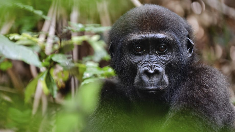 Die Republik Kongo besteht zum größten Teil aus Regenwald. Besucher können mit Glück sogar Gorillas sehen.