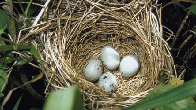 Wer Amseleier in einem Nest findet sollte zunächst abwarten, um sicher zu gehen, dass die Eltern tatsächlich nicht zurück kehren