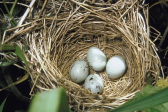 Wer Amseleier in einem Nest findet sollte zunächst abwarten, um sicher zu gehen, dass die Eltern tatsächlich nicht zurück kehren