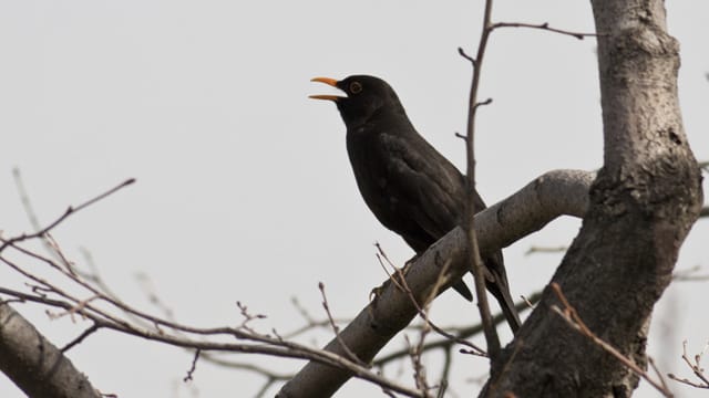 Der Gesang der männlichen Amsel in den frühen Morgenstunden hat einen schönen beruhigenden Klang