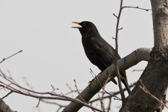 Der Gesang der männlichen Amsel in den frühen Morgenstunden hat einen schönen beruhigenden Klang