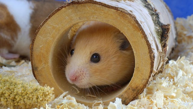 Auch Holz zum Durchkriechen eignet sich für die neugierigen Hamster