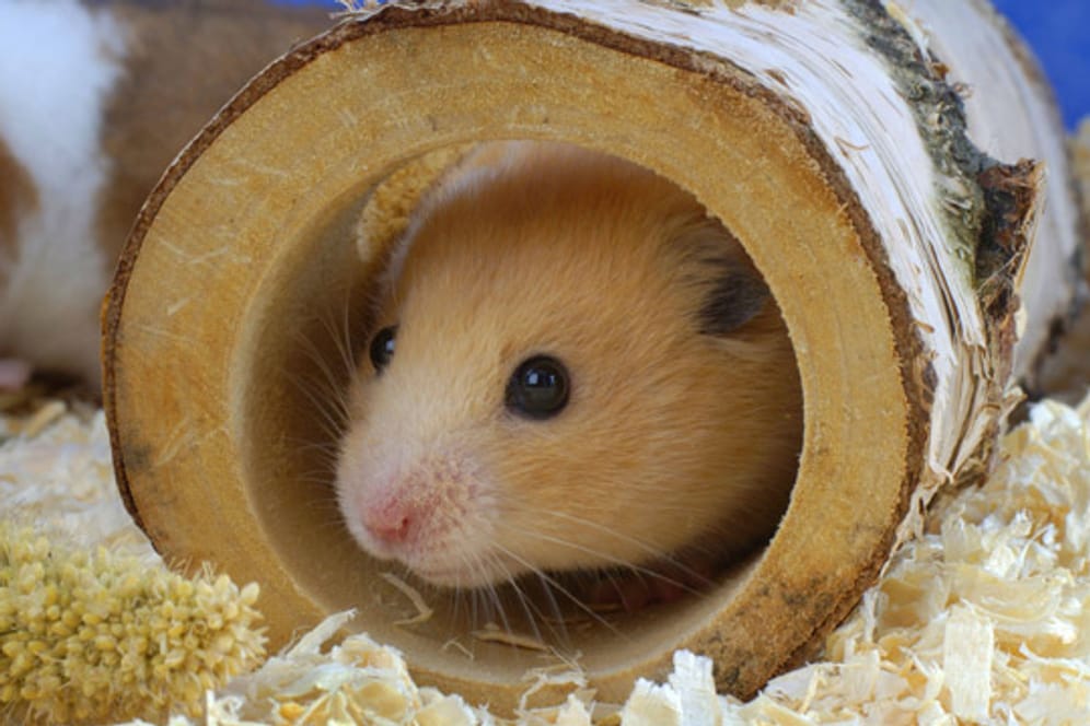 Auch Holz zum Durchkriechen eignet sich für die neugierigen Hamster