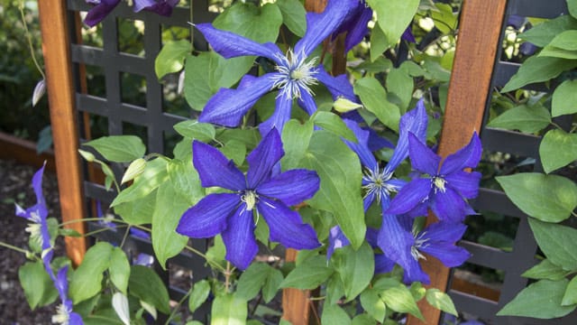 Die Clematis bevorzugt halbschattige Standorte mit humusreicher Erde