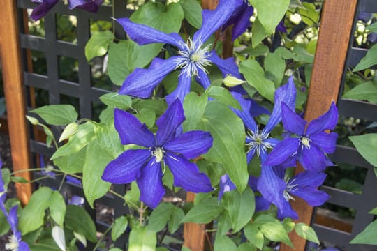 Die Clematis bevorzugt halbschattige Standorte mit humusreicher Erde