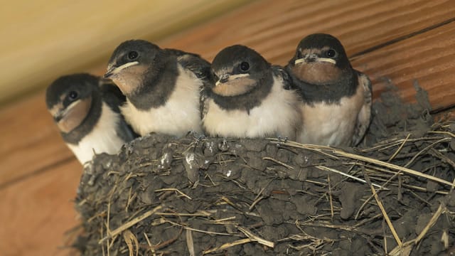 Schwalben im Nest: Für den Nestbau benötigen Schwalben neben Gräsern und Ästen auch Lehm.