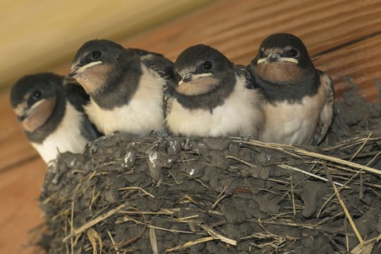 Schwalben im Nest: Für den Nestbau benötigen Schwalben neben Gräsern und Ästen auch Lehm.