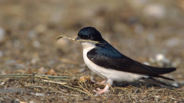 Die starken Kontraste zwischen weiß und schwarz auf dem Gefieder der Mehlschwalbe zeichnen sie aus