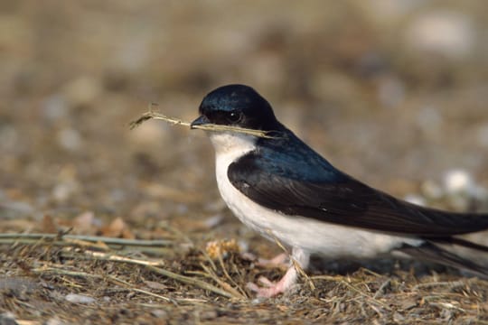 Die starken Kontraste zwischen weiß und schwarz auf dem Gefieder der Mehlschwalbe zeichnen sie aus