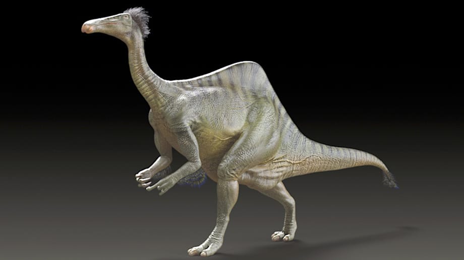 Der Deinocheirus mirificus war rund elf Meter lang und mehr als 6000 Kilogramm schwer Der Deinocheirus mirificus war rund elf Meter lang und mehr als 6000 Kilogramm schwer
