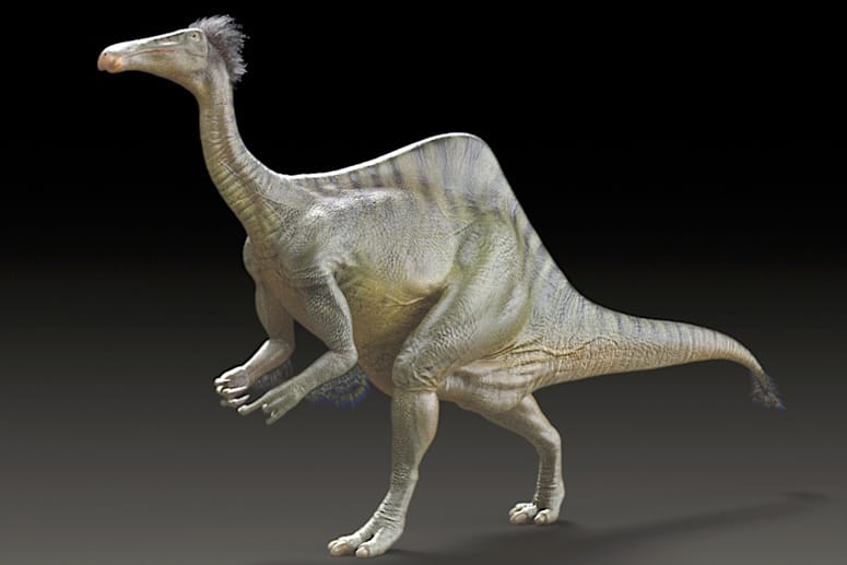 Der Deinocheirus mirificus war rund elf Meter lang und mehr als 6000 Kilogramm schwer