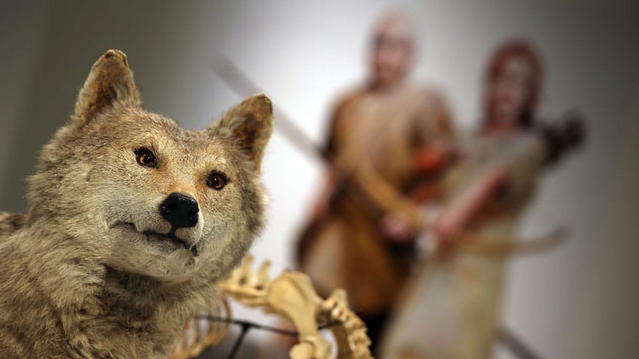 DNA-Untersuchungen ergaben, dass der Wolf schon vor mehr als 18.000 Jahren domestiziert wurde.