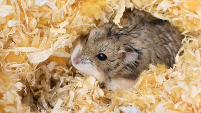 In frischer Einstreu fühlen sich die kleinen Tiere wohl