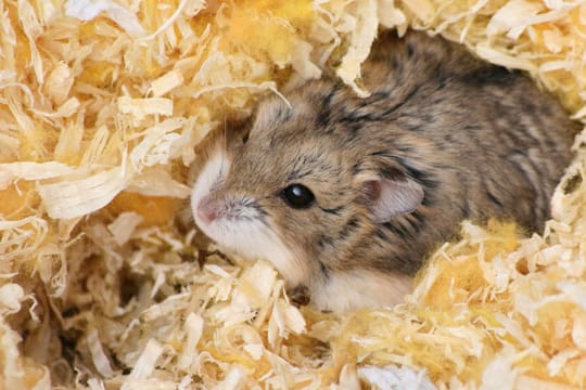 In frischer Einstreu fühlen sich die kleinen Tiere wohl