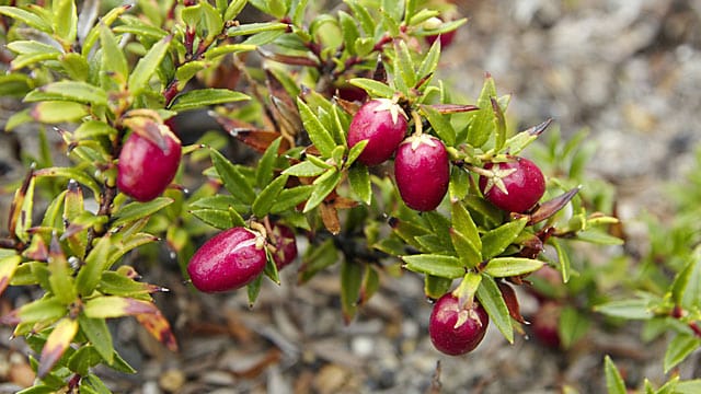 Die Torfmyrte ist ein schöner Farbklecks im Garten.