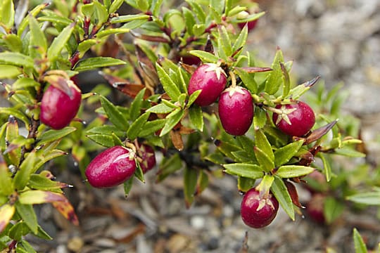 Die Torfmyrte ist ein schöner Farbklecks im Garten.