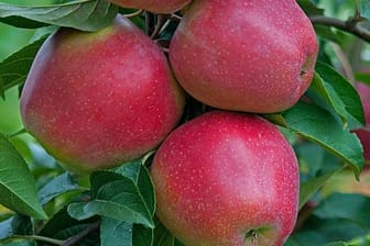 Der Gloster zählt zu den beliebtesten Tafeläpfeln.
