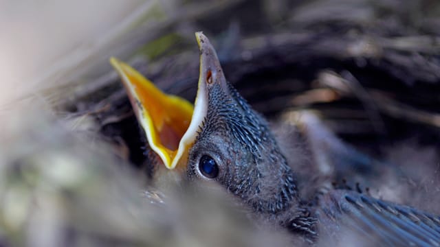 Ein Amselküken aufziehen heißt nicht, es zu vermenschlichen: Denken Sie daran, dass es sich um einen Wildvogel handelt, den Sie früher oder später aussetzen müssen