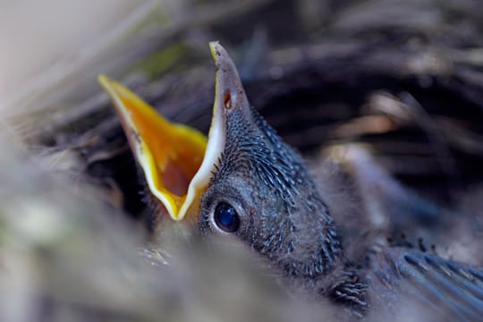 Ein Amselküken aufziehen heißt nicht, es zu vermenschlichen: Denken Sie daran, dass es sich um einen Wildvogel handelt, den Sie früher oder später aussetzen müssen