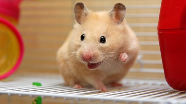 Egal ob Tierheim oder Hamsternothilfe - schenken Sie einem Nager ein neues Zuhause