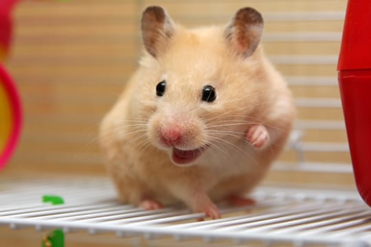 Egal ob Tierheim oder Hamsternothilfe - schenken Sie einem Nager ein neues Zuhause