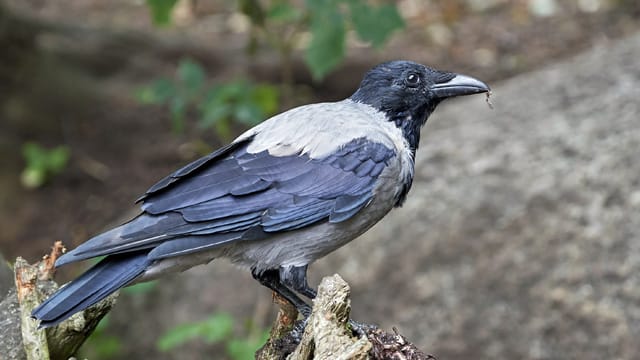 Die Nebelkrähe ist erkennbar an der grauen Färbung des Gefieders über Rücken und Unterseite