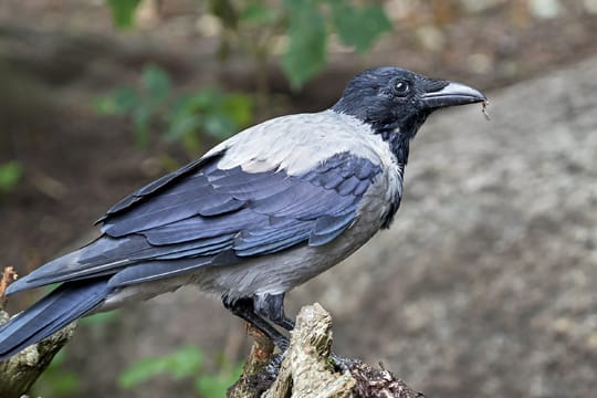 Die Nebelkrähe ist erkennbar an der grauen Färbung des Gefieders über Rücken und Unterseite