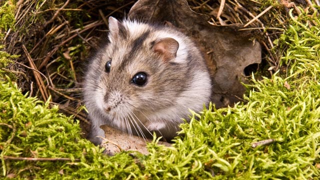 Über ein naturnahes Gehege freuen sich die kleinen Nager