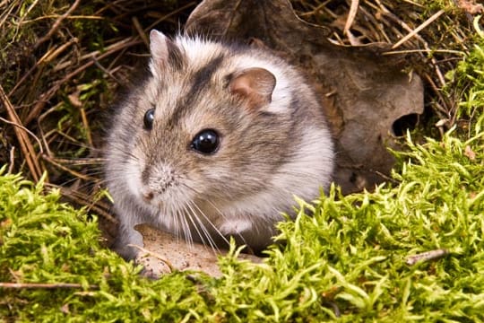 Über ein naturnahes Gehege freuen sich die kleinen Nager