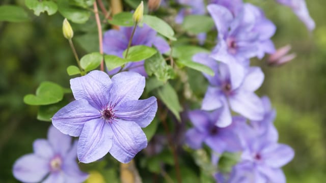 Clematis blühen in vielen Farben - mit wenigen Schritten können Sie einer Clematiswelke vorbeugen und die Farbenpracht sichern